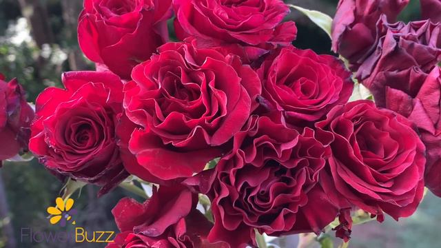 Spray Rose Shooting Star смотреть онлайн