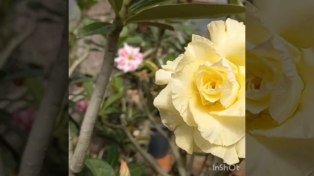 ROSAS DO DESERTO: MiX SEMENTES DISPONÍVEIS смотреть онлайн