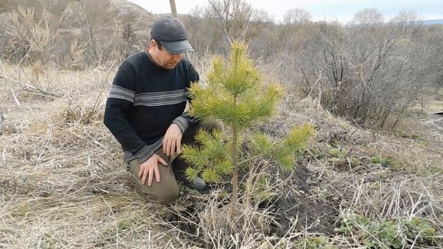 Посадка СОСНЫ! Как правильно посадить ДЕРЕВО!