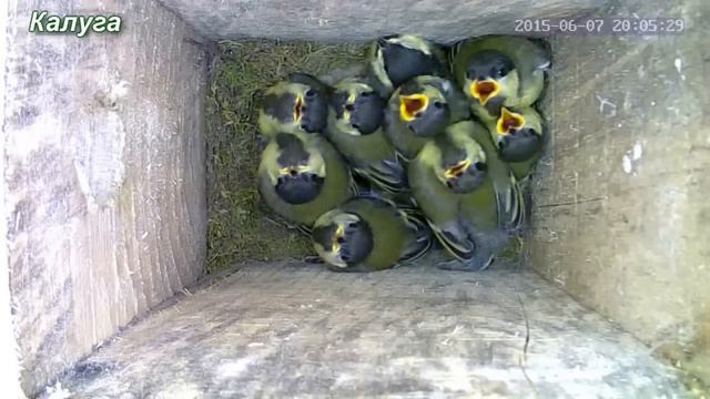 От яйца до взрослого птенца, за несколько минут. г.Калуга 2015г смотреть онлайн