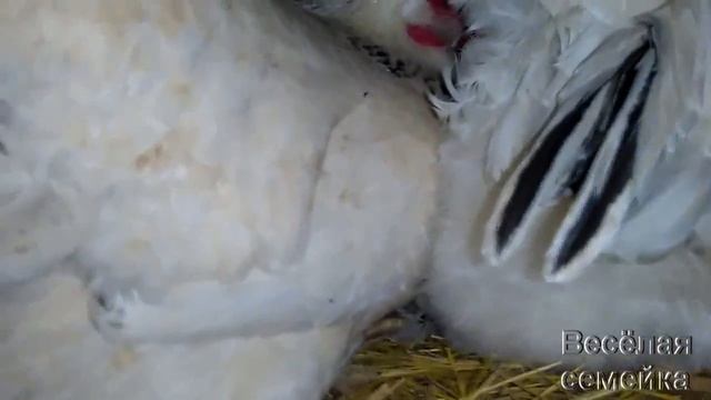 Куры Адлеровские серебристые. Яйцо - мясные куры. Наши куры несутся хорошо смотреть онлайн