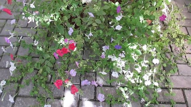 Просто петуния.🌺🌺🌺 смотреть онлайн