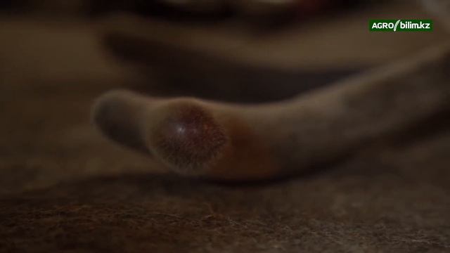 Тенденция развития мараловодства в современных условиях рынка смотреть онлайн