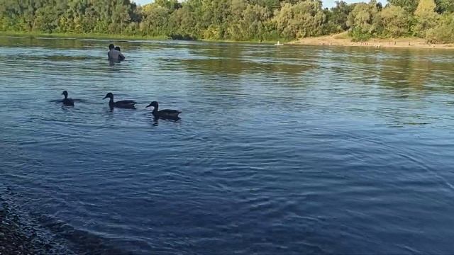 река Уфа, сипайлово смотреть онлайн