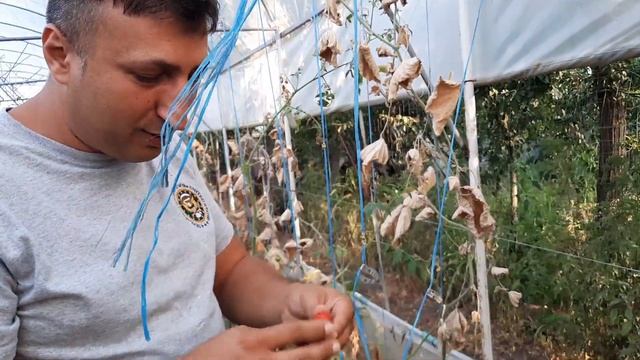 Dece se îngălbenesc frunzele la castraveti ? Natural treatments for cucumbers смотреть онлайн