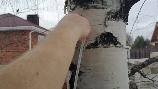 Берёзовый сок смотреть онлайн