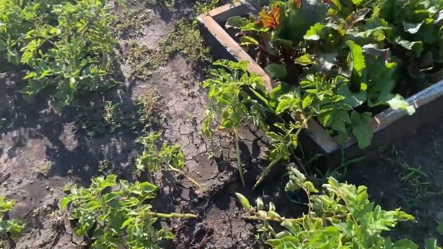 Лук. Собираем лук в июле. Дыни, арбузы. смотреть онлайн