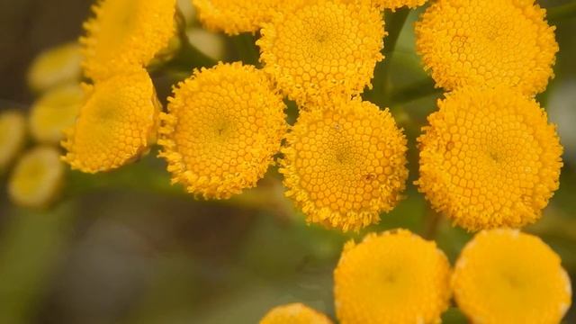 Пижма обыкновенная Tanacetum Vulgare