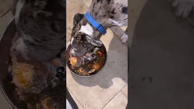 Raw diet смотреть онлайн