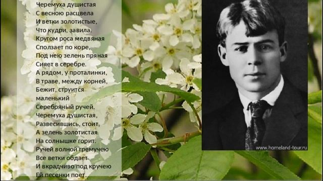 "Черемуха душистая". С.Есенин смотреть онлайн