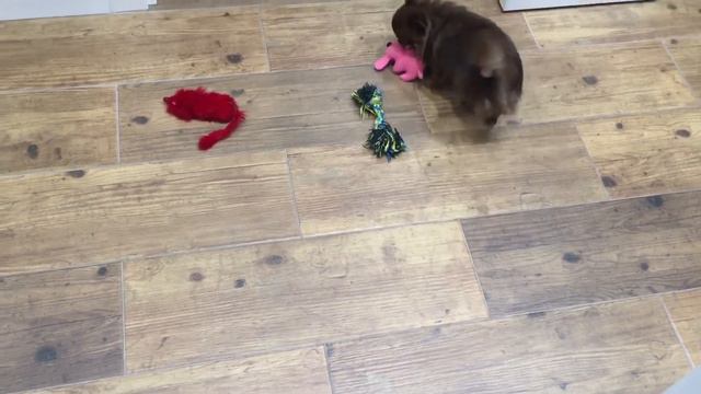 Чихуахуа выполняет Команды смотреть онлайн