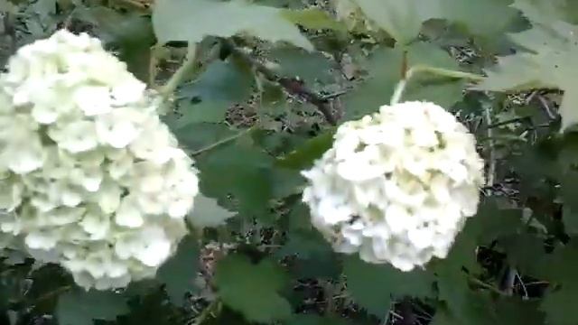 калинка Бульдонеж смотреть онлайн