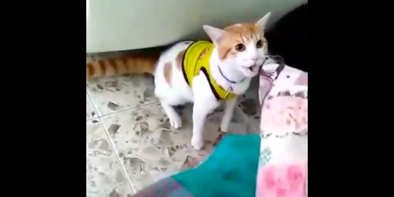 кот болельщика научился кричать "г-о-о-л!" смотреть онлайн