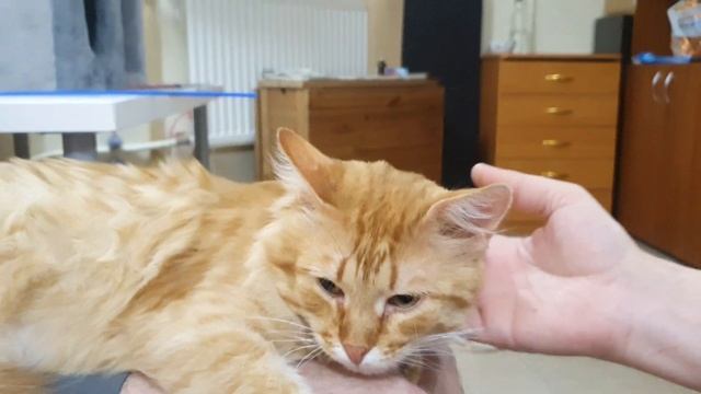 Рыжик смотреть онлайн