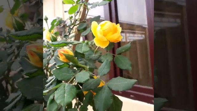 Голден Селебрейшен на штамбе смотреть онлайн