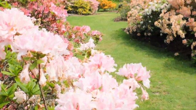 Growing fragrant Azaleas in shade #shrubs #garden #plant #perfume #yellow смотреть онлайн