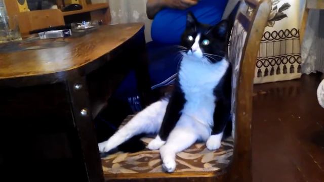 Приколы с котами.Кот здоровается сидя на стуле.Cat greeted, sitting on a chair смотреть онлайн
