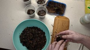 Пересадка Алоказия слоновое ухо.