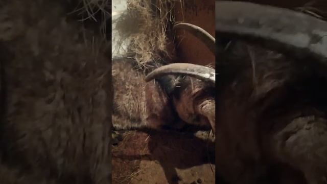 коза упала на бок и закидывает голову на спину//судороги у козы//коза не встаёт на ноги смотреть онлайн