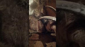 коза упала на бок и закидывает голову на спину//судороги у козы//коза не встаёт на ноги