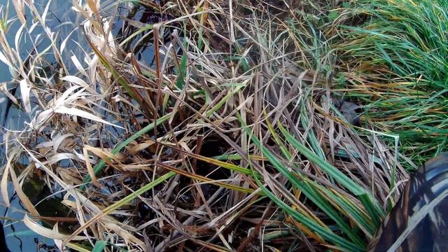 Поиск и охота на судака на Кубанских степных речках в Декабре 11,12,21г. смотреть онлайн