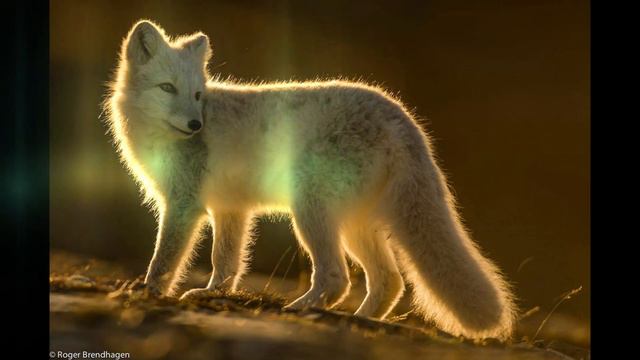 выбери животное