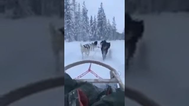 Lapland Christmas holiday. Yllas. Inghams. смотреть онлайн