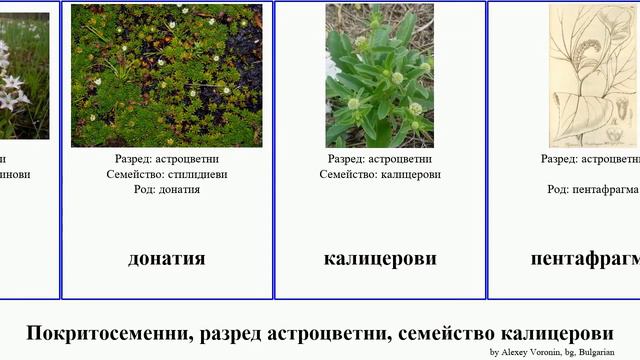 Покритосеменни, разред астроцветни, семейство калицерови angiosperms Fuse аброфилум Miscellaneous смотреть онлайн