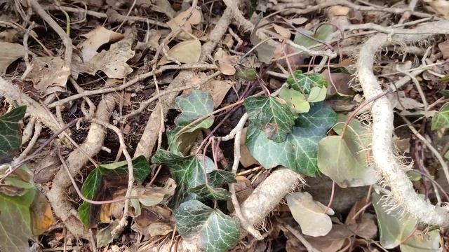 ЖИВАЯ ИЗГОРОДЬ ИЗ ПЛЮЩА: ЗАКРЫЛИ НЕКРАСИВЫЙ ЗАБОР НА ДАЧЕ смотреть онлайн