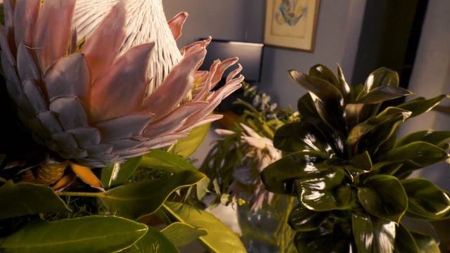 #PlantasyJardines - PROTEA KING смотреть онлайн