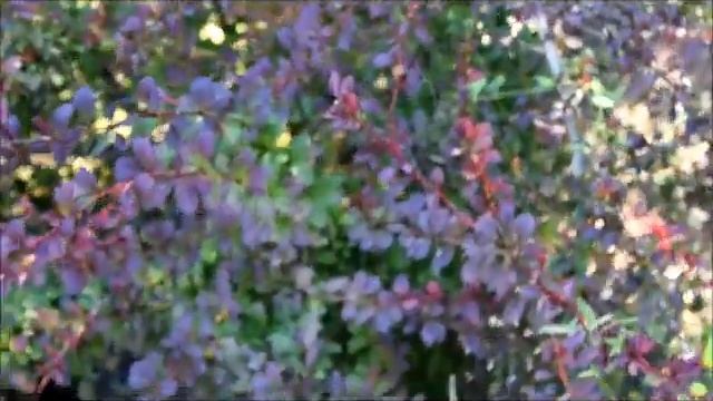 Berberys Thunberga/Berberis thunbergii-popularny krzew ozdobny/popular ornamental shrub [ENG SUB] смотреть онлайн