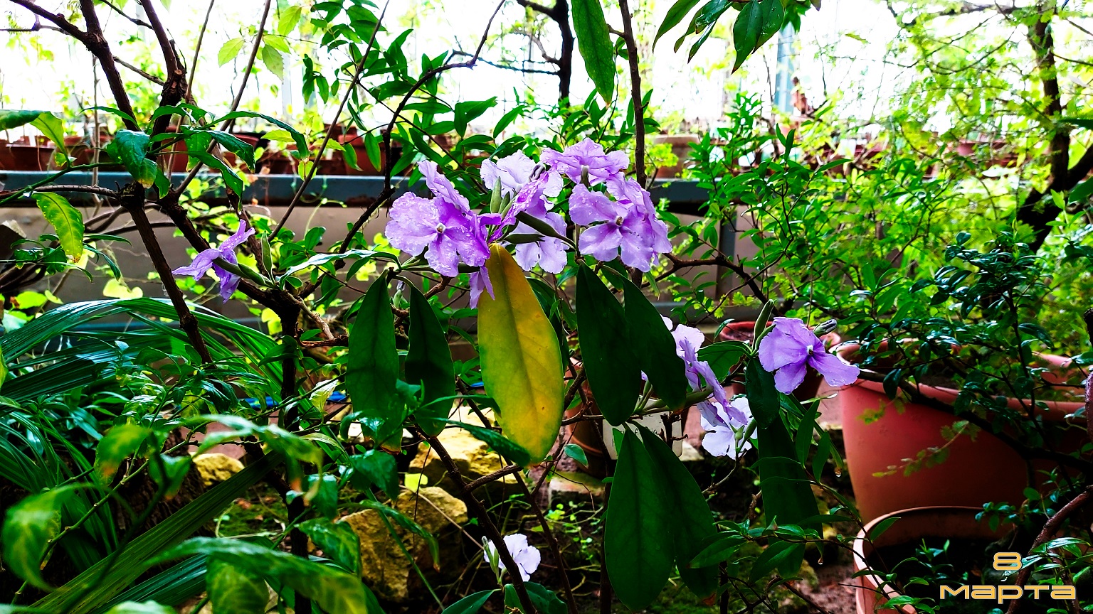 питер. весна. станция метро "Лесная" | 8 марта | ботанический сад | shortys смотреть онлайн