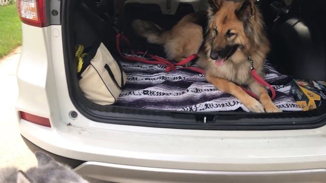 Diva Husky Demands the Front Seat смотреть онлайн