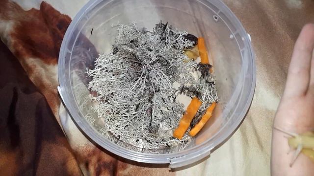 Мои новые домашнии питомцы АХАТИНЫ смотреть онлайн