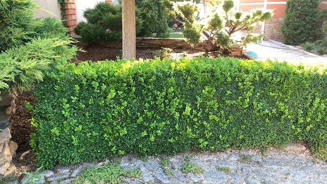 Самшит Восстановление Уход летом за самшитом смотреть онлайн