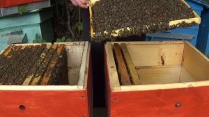 Деление пчелиных семей на пол лёта.