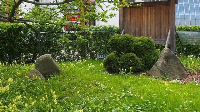 Ботанический сад Петра Великого, Японский сад. Санкт-Петербург смотреть онлайн