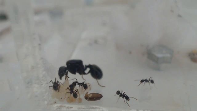 INSIDE THE ANT COLONY | LIVE ANT COLONY STREAM смотреть онлайн