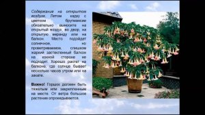 КАК ВЫРАСТИТЬ БРУГМАНСИЮ В ГОРШКЕ