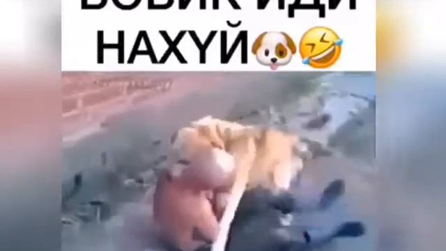 Бобик очень любит хозяина смотреть онлайн