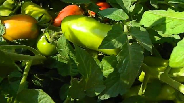 Томат Санькина любовь. Первые красные плоды. смотреть онлайн