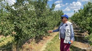 Результат прореживания завязи в интенсивном саду яблони - Питомник Маценко