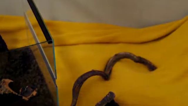 Aranżacja terrarium dla gekona Cz.1 Budowa ścianki