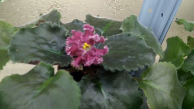 Новинки фиалок. Обзор моей коллекции. смотреть онлайн