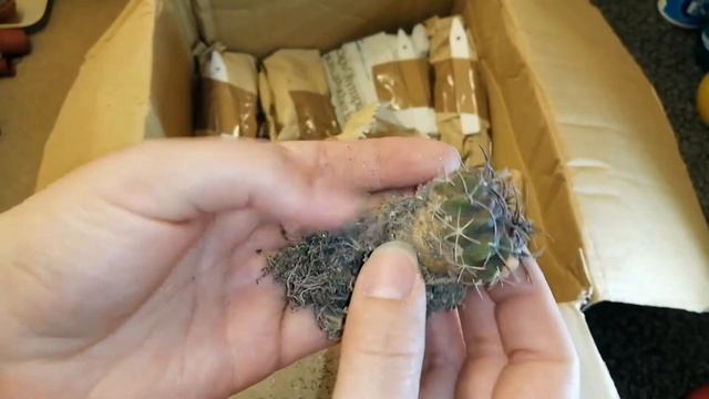 UNBOXING CACTUS PLANTS from The Cactus Shed | PART 1 of 2 смотреть онлайн