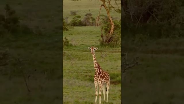 Интересные факты про жирафов смотреть онлайн