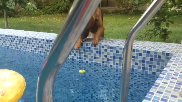 Овчарка Боня впервые на загородной даче