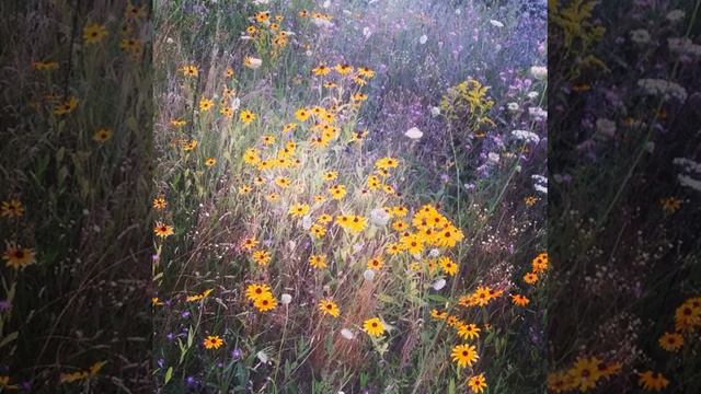 #fleur #petunias#plant #floweroftheday #nature #botanical #instanature смотреть онлайн
