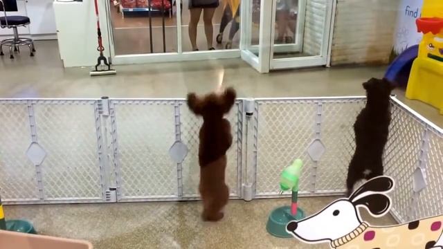 Зажигательный латинский танец в исполнении собаки! смотреть онлайн