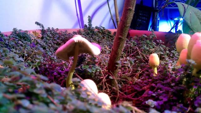 LemonYellow Lepiota Timelapse (Extended) смотреть онлайн